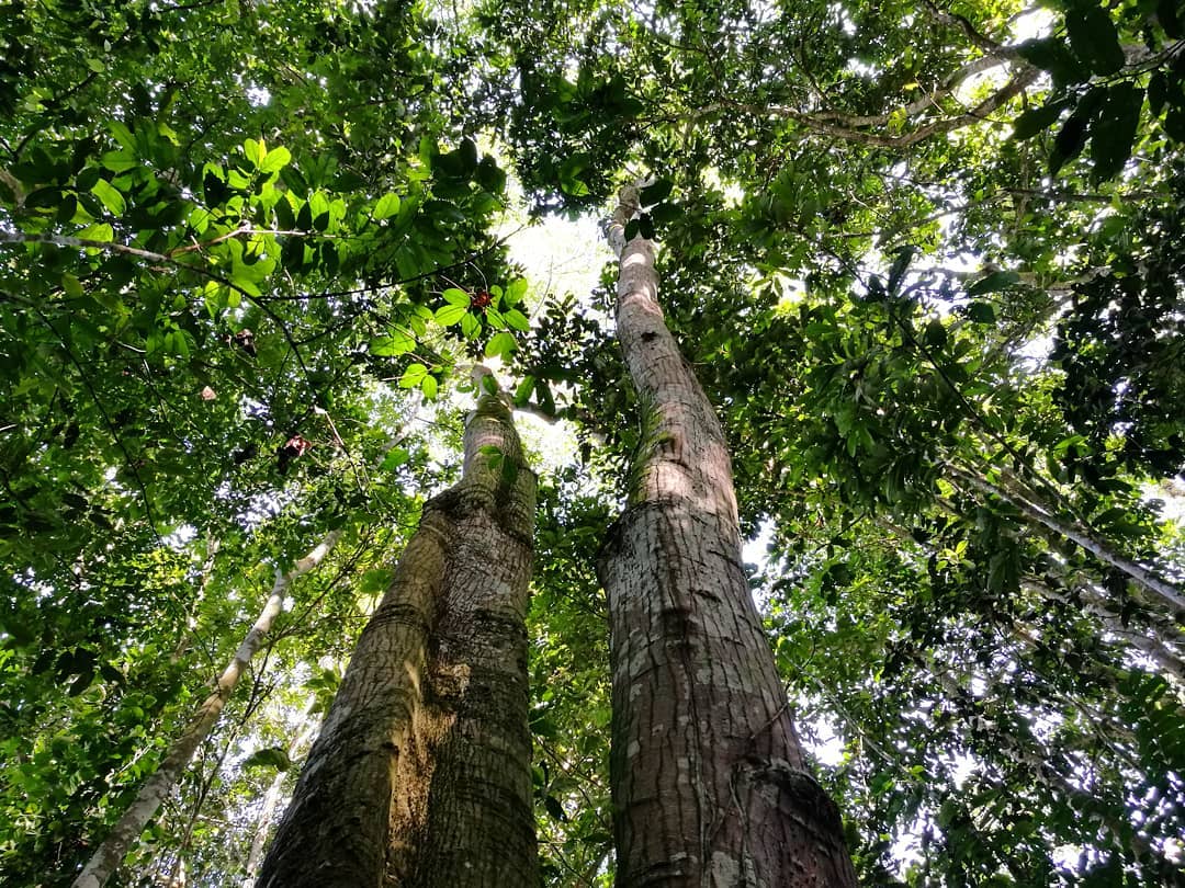 La deforestación en bosques tropicales se ha duplicado desde 2008, según Global Forest Watch.
