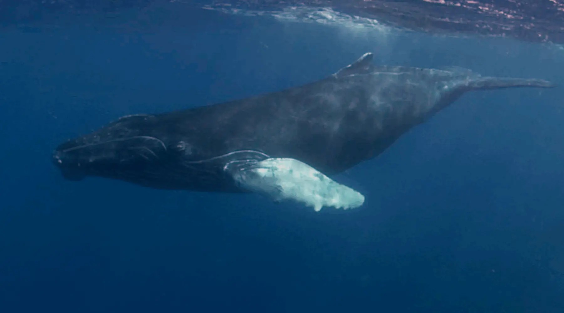 Una ballena jorobada nada en las aguas del archipiélago de Revillagigedo, situado a unos 800 kilómetros de la costa occidental mexicana, y rica en diversidad biológica. 
