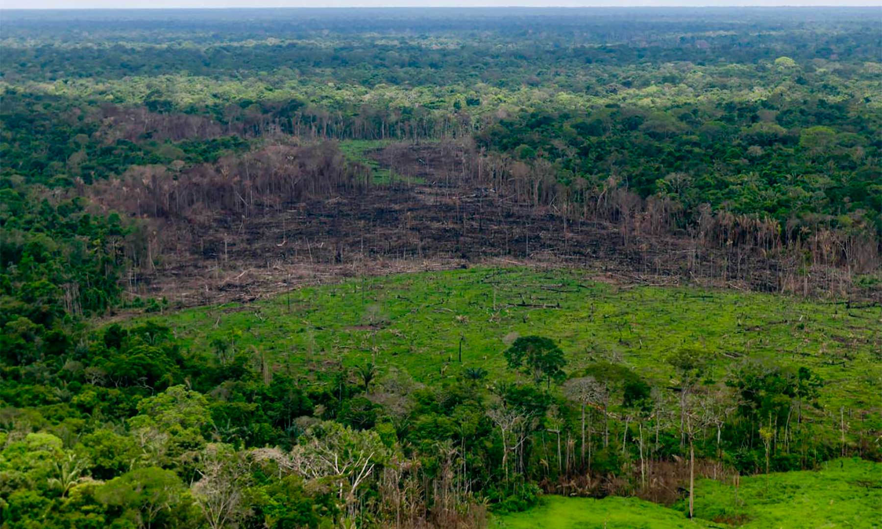 La deforestación se ha concentrado en el noroeste de la Amazonía Colombiana, en Parques Nacionales como Macarena, Tinigua, Picachos y Chiribiquete. 