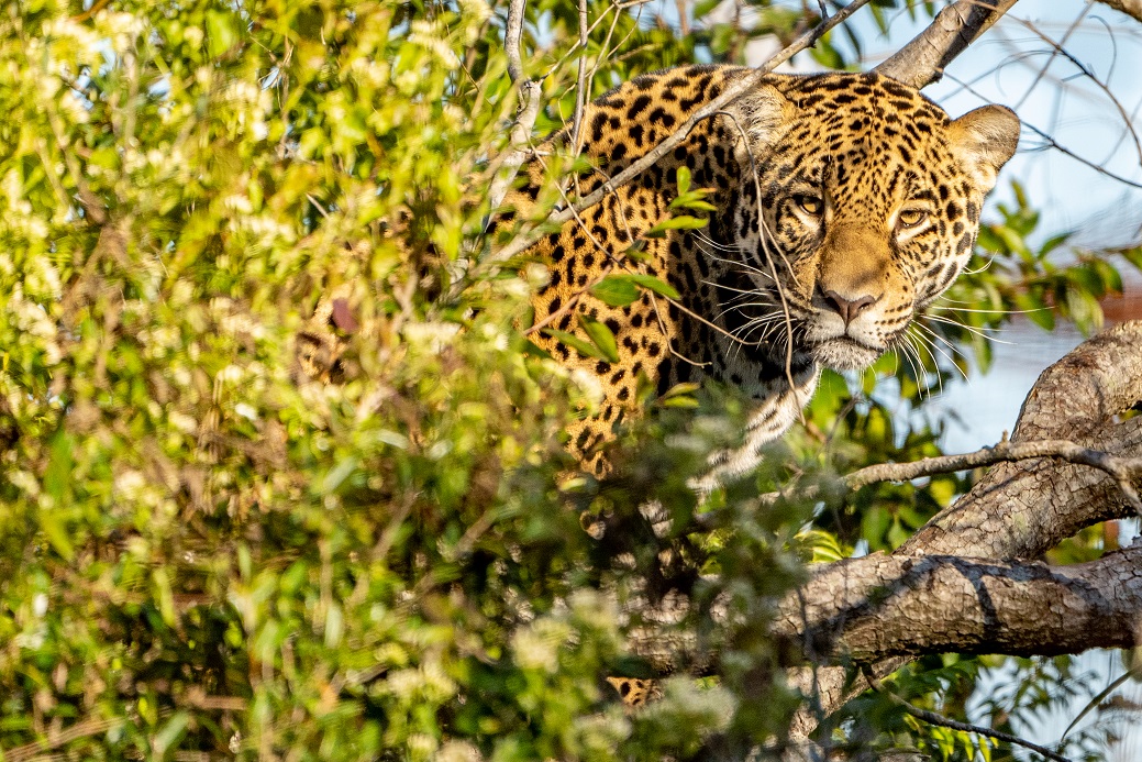 foto de jaguar