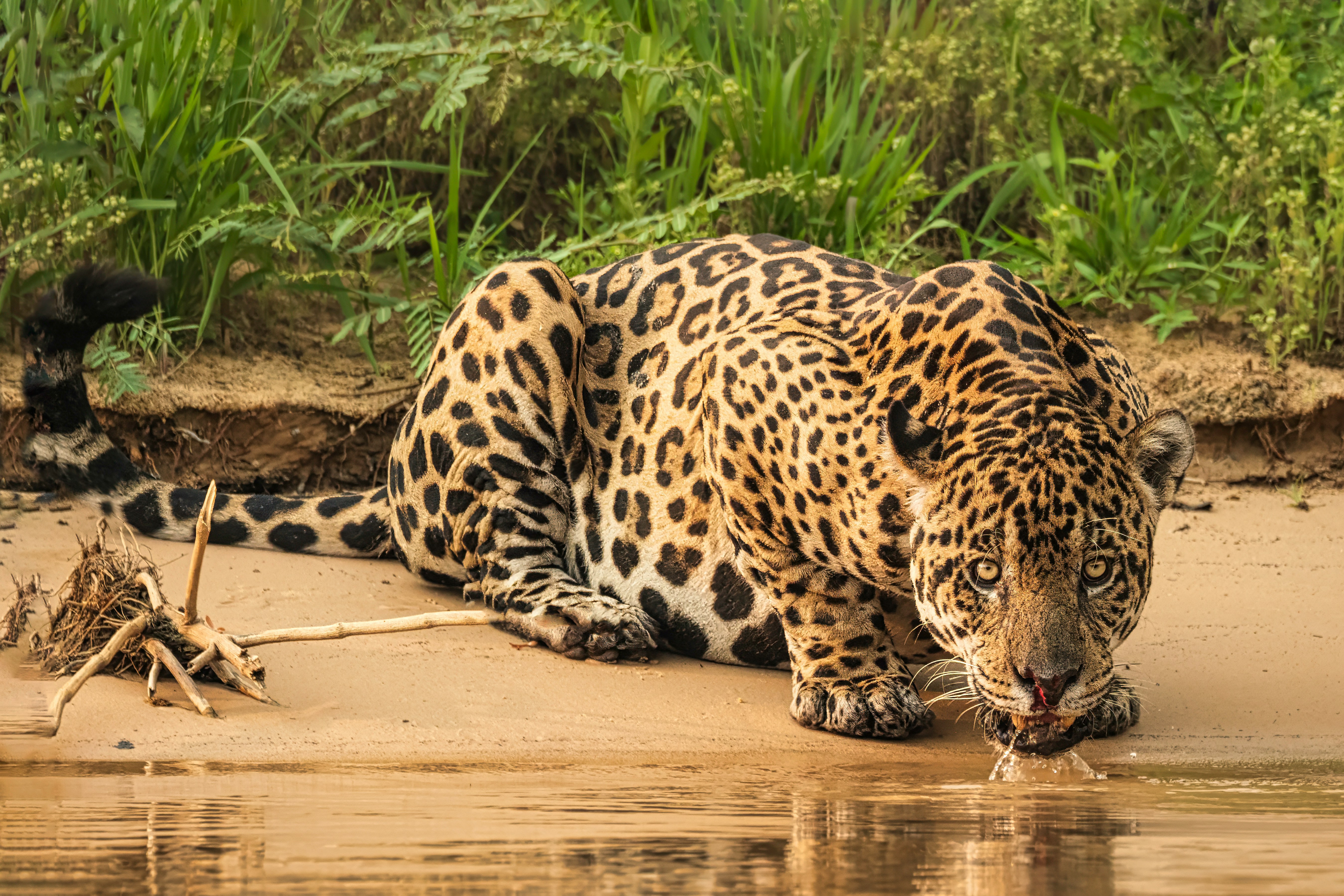 Biodiversidad del Pantanal