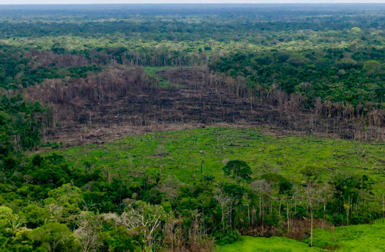 La deforestación se ha concentrado en el noroeste de la Amazonía Colombiana, en Parques Nacionales como Macarena, Tinigua, Picachos y Chiribiquete. 
