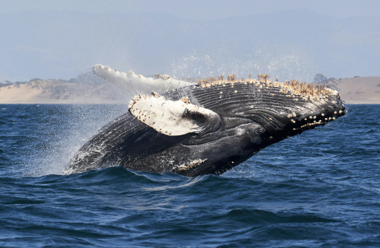 Ballena jorobada en el Corredor Marino del Pacífico Este Tropical