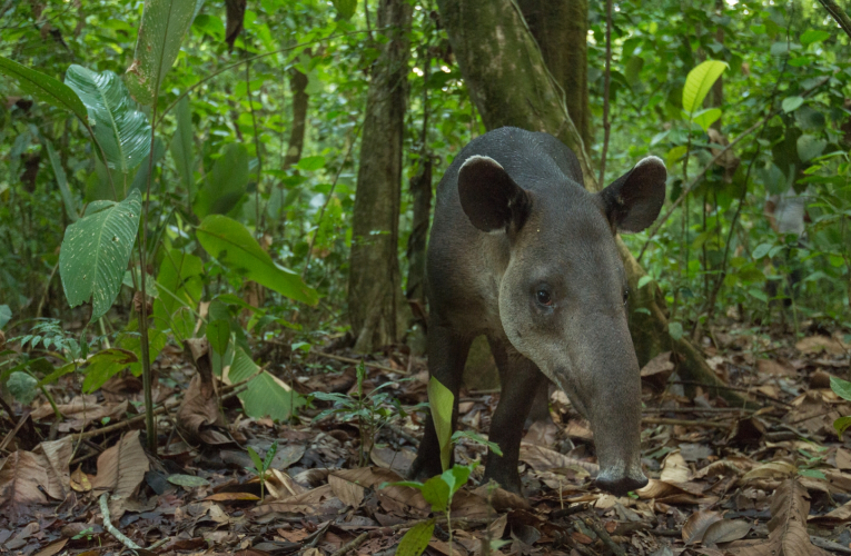 Si bien las dantas o tapires suelen ir a bosques secundarios a alimentarse, estos mamíferos requieren de bosques primarios en buen estado de conservación.