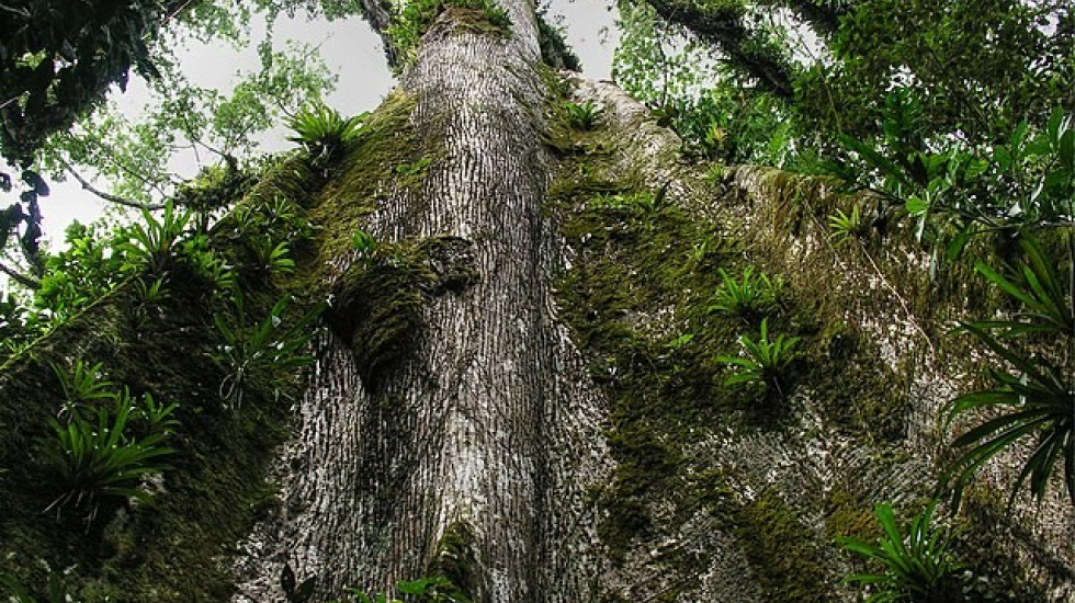 COP de Biodiversidad