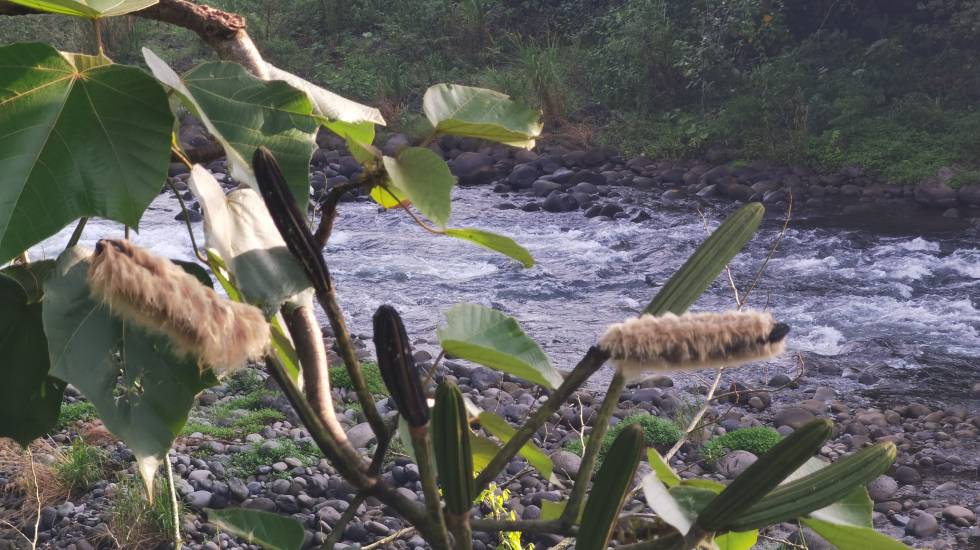 Río Sarapiquí