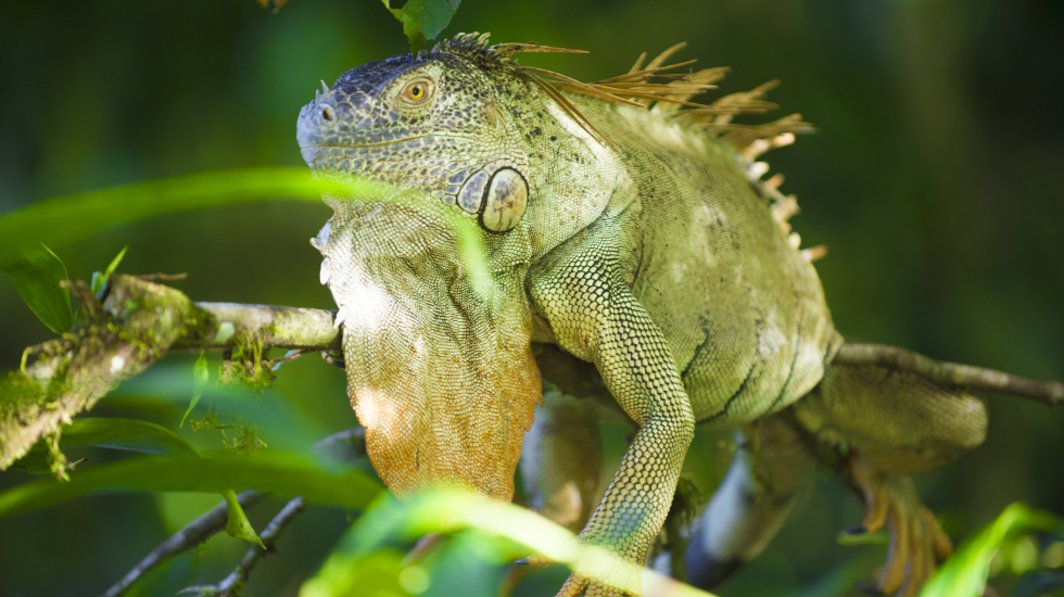 Esta iguana suele tomar el sol cerca del puente. La biodiversidad de reptiles en este lugar alcanza las 87 especies. Nina Cordero / Grupo Nación