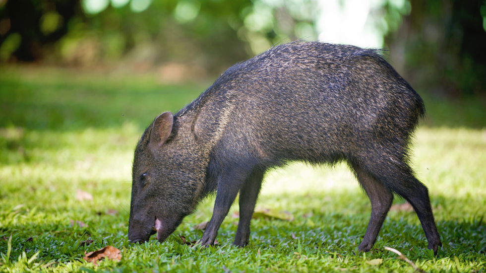 El chancho de monte es una de las 125 especies de mamíferos que viven en La Selva. Nina Cordero / Grupo Nación