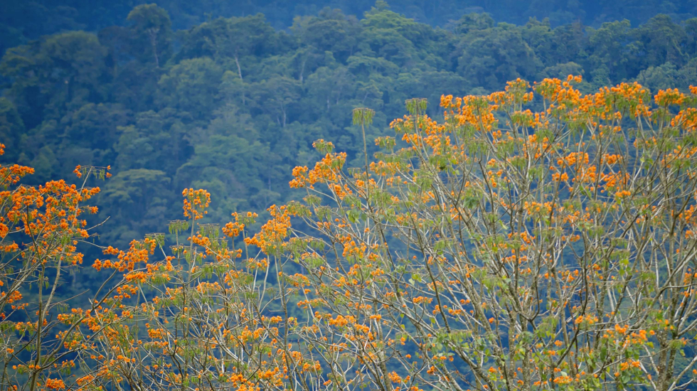 El bosque en Reserva Pacuare va consolidándose. Nina Cordero / Grupo Nación