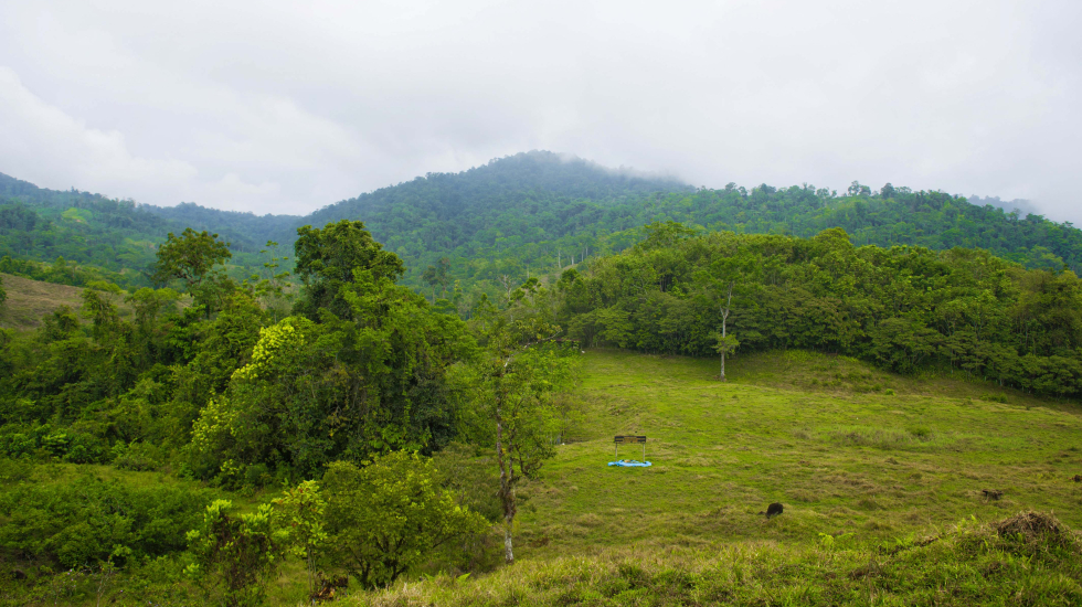 Poco a poco, la finca Cráter del Río va recuperando su bosque gracias a los esfuerzos de reforestación. Nina Cordero / Grupo Nación