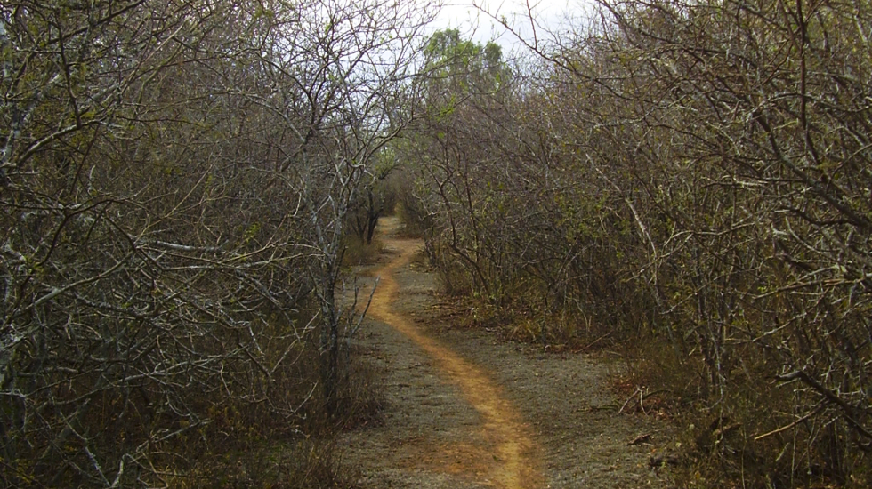 Sendero en el Parque Nacional Teniente Enciso, Chaco. Foto: Andrea Ferreira. 