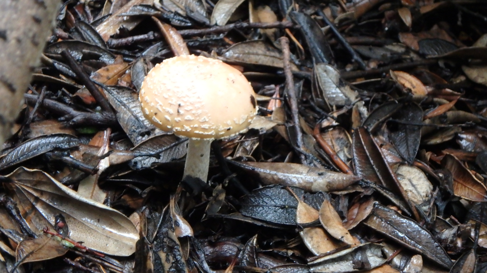 Los hongos desempeñan un papel muy importante en el bosque ya que actúan como descomponedores de la materia orgánica, devolviendo al suelo minerales que serán usados por las plantas en su proceso de crecimiento. CRÉDITO FOTO: Asociación Costa Rica por Siempre