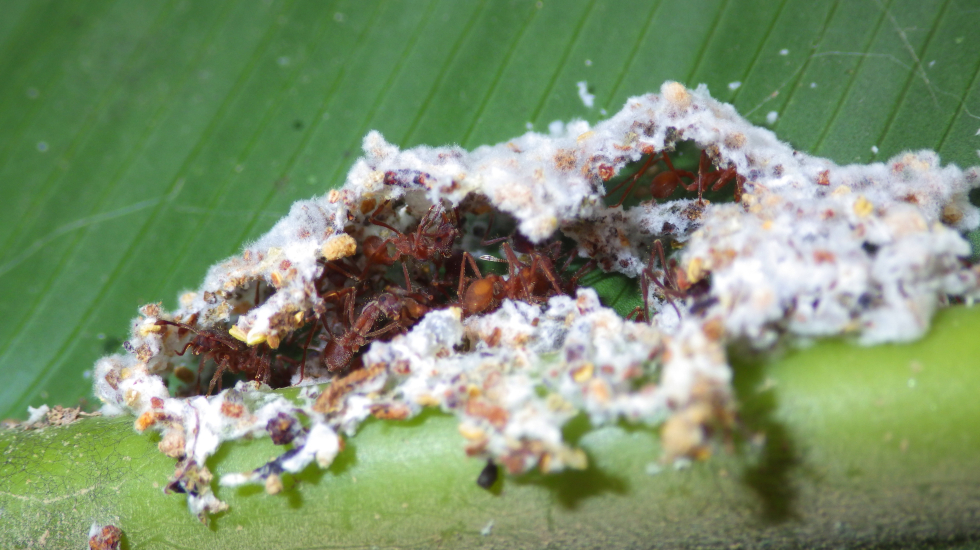 El hongo brinda alimento y refugio a las hormigas y estas le llevan materia orgánica al hongo. En esta relación existe un tercer protagonista: una bacteria que defiende al hongo de parásitos y vive en la superficie de la hormiga. Carlos Luis de la Rosa