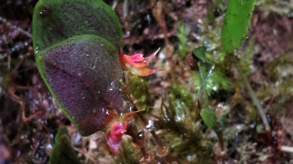 orquídea miniatura