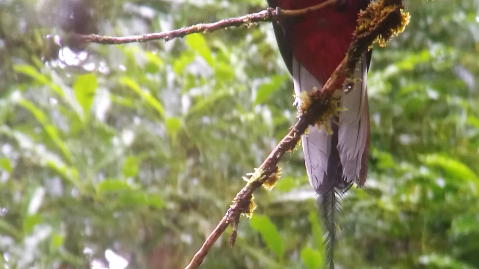 Quetzal macho