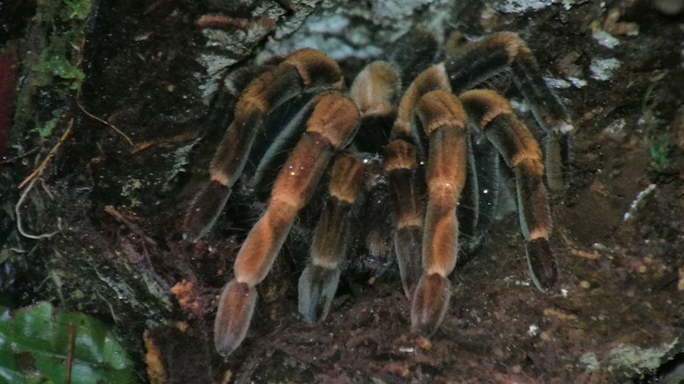 Tarántula de rodillas anaranjadas