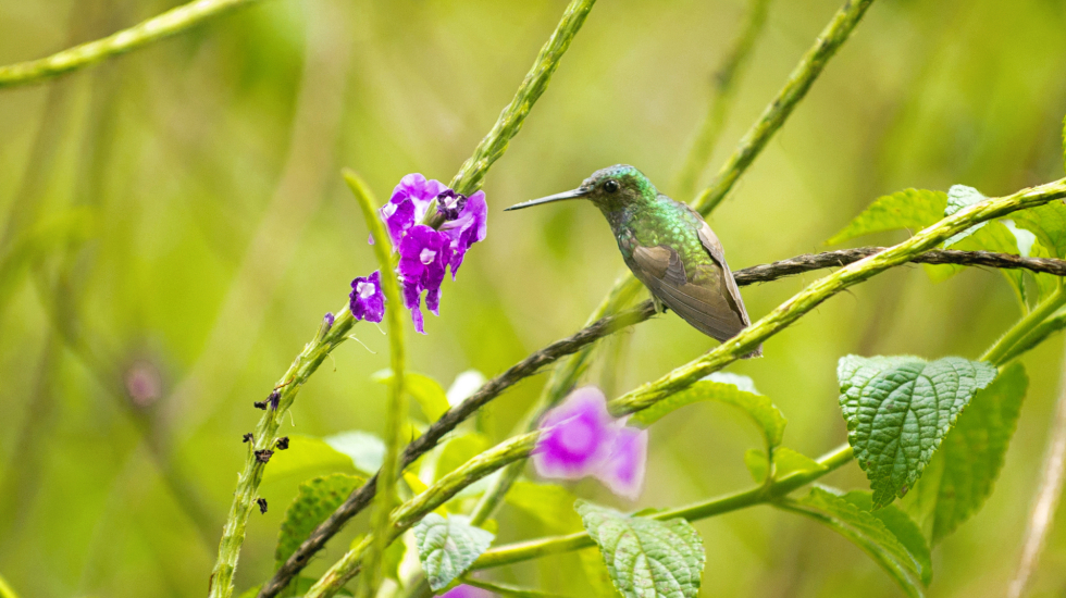 Los jardines de macaw Lodge están conceptualizados para favorecer la biodiversidad, sobre todo a los polinizadores. Un servicio ambiental que también aprovechan otras fincas de la comunidad. Nina Cordero / Grupo Nación