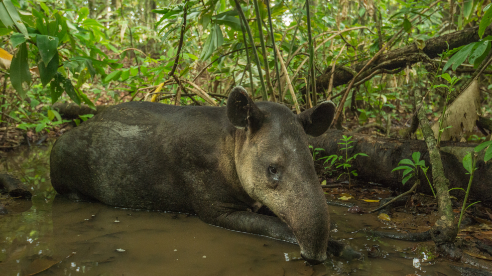 En el mundo, actualmente, se calcula que existen apenas 4.500 dantas. Nick Hawkins / Nai Conservation