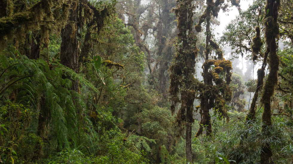 Aparte de dispersores de semillas, los tapires también modelan el bosque al crear claros que pueden ser colonizados por otras especies vegetales. Nick Hawkins / Nai Conservation