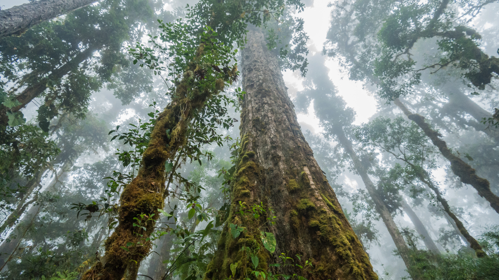 Los tapires son especialistas en dispersar semillas de árboles grandes, los cuales tienen mayores posibilidades de fijación de carbono en su biomasa. Nick Hawkins / Nai Conservation