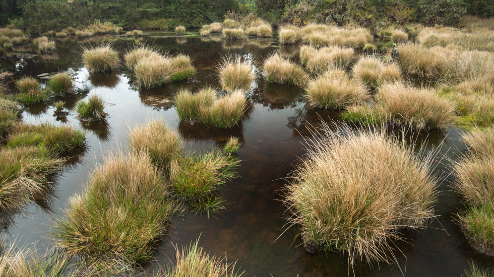 Las dantas también brindan estabilidad a los bosques de páramo, cuyo limite más al norte del continente americano se ubica en Costa Rica. Nick Hawkins / Nai Conservation
