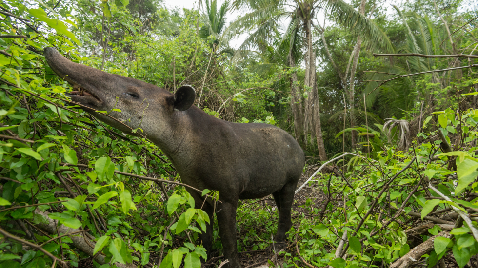 La dieta de las dantas consiste en más de 200 especies vegetales. Nick Hawkins / Nai Conservation