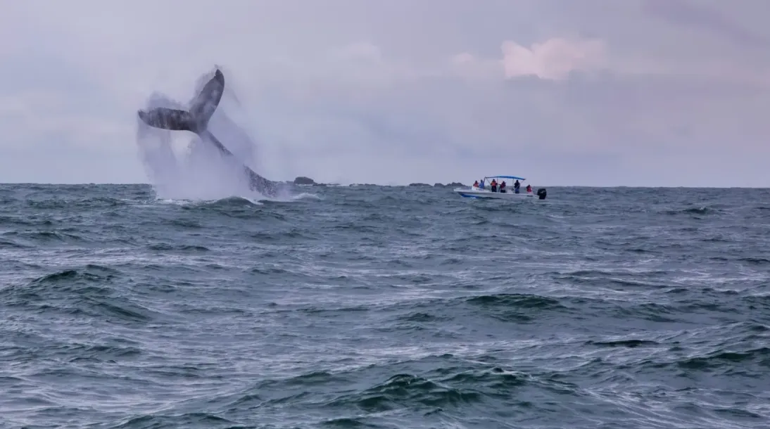 Ballena jorobada